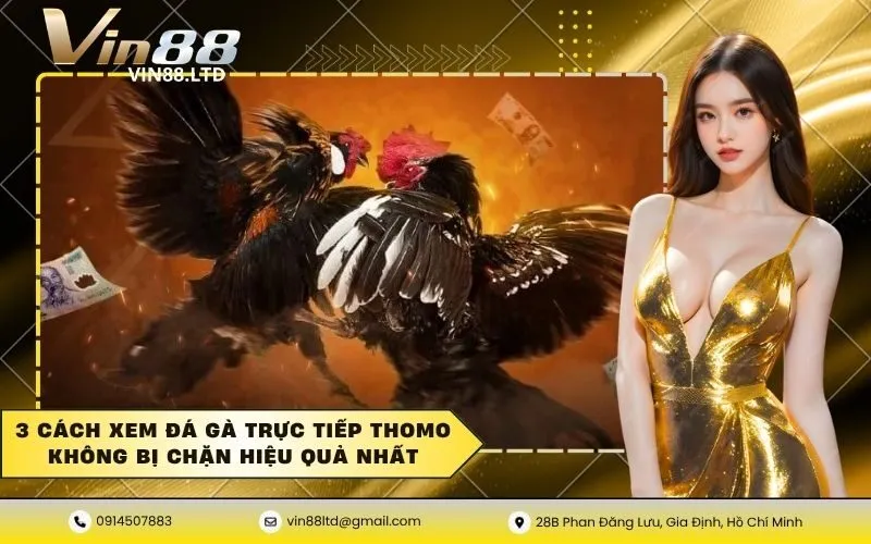 3 Cách xem đá gà trực tiếp thomo không bị chặn hiệu quả nhất