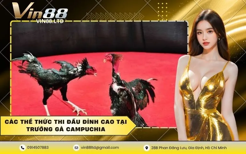 Các thể thức thi đấu đỉnh cao tại trường gà Campuchia