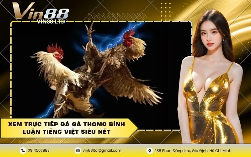 Đá gà thomo