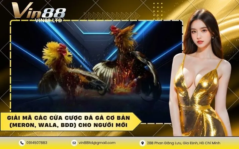 Giải mã các cửa cược đá gà cơ bản (Meron, Wala, BDD) cho người mới