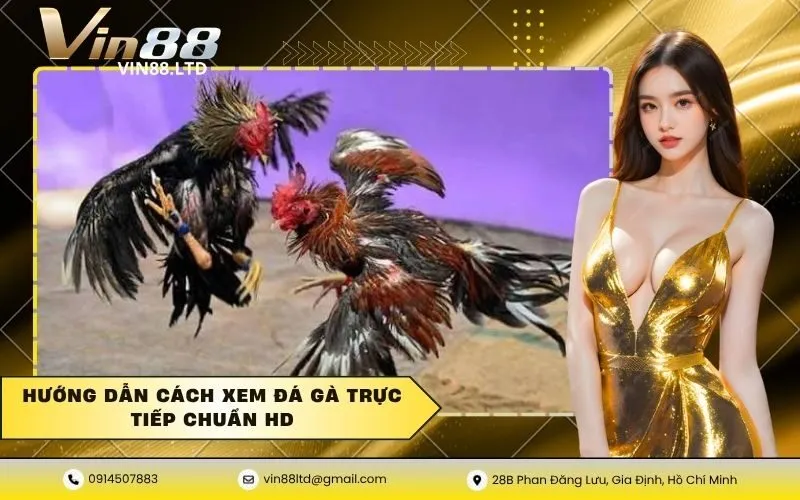 Hướng dẫn cách xem đá gà trực tiếp chuẩn HD