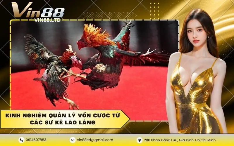 Kinh nghiệm quản lý vốn cược từ các sư kê lão làng